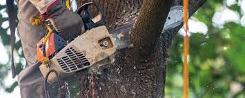 Lawn Maintenance Plans in Piedmont, CA