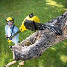 Leaf Removal in Piedmont, CA