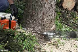 Best Hazardous Tree Removal  in Piedmont, CA