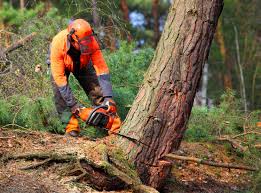 Best Lawn Maintenance Plans  in Piedmont, CA