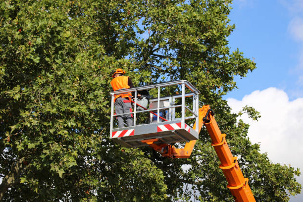 Best Storm Damage Tree Cleanup  in Piedmont, CA