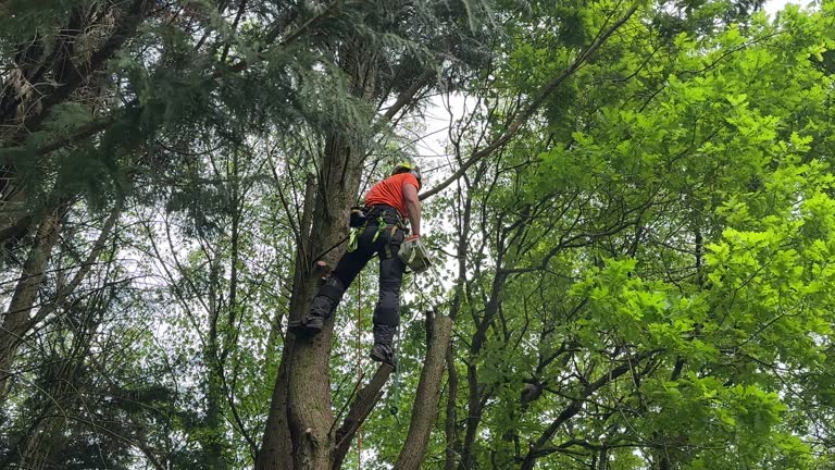 Best Stump Grinding and Removal  in Piedmont, CA