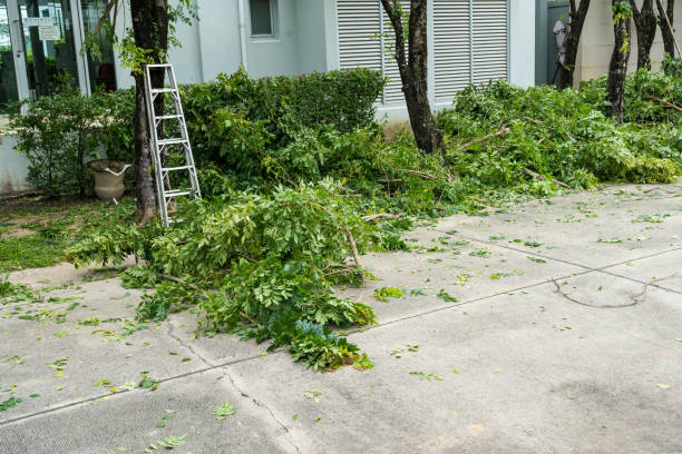 Best Tree Mulching  in Piedmont, CA